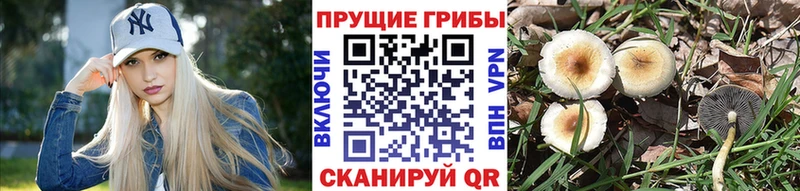 купить наркотики сайты Козловка omg tor Галлюциногенные грибы ЛСД
